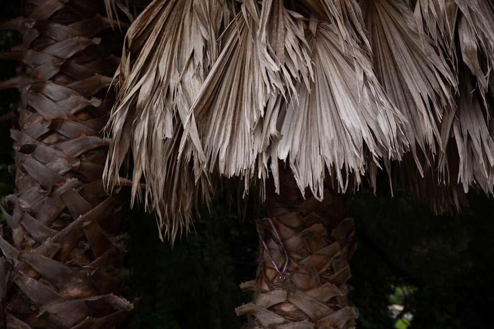 brown and white plant stem