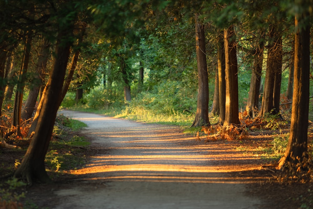 gray concrete road between green trees during daytime