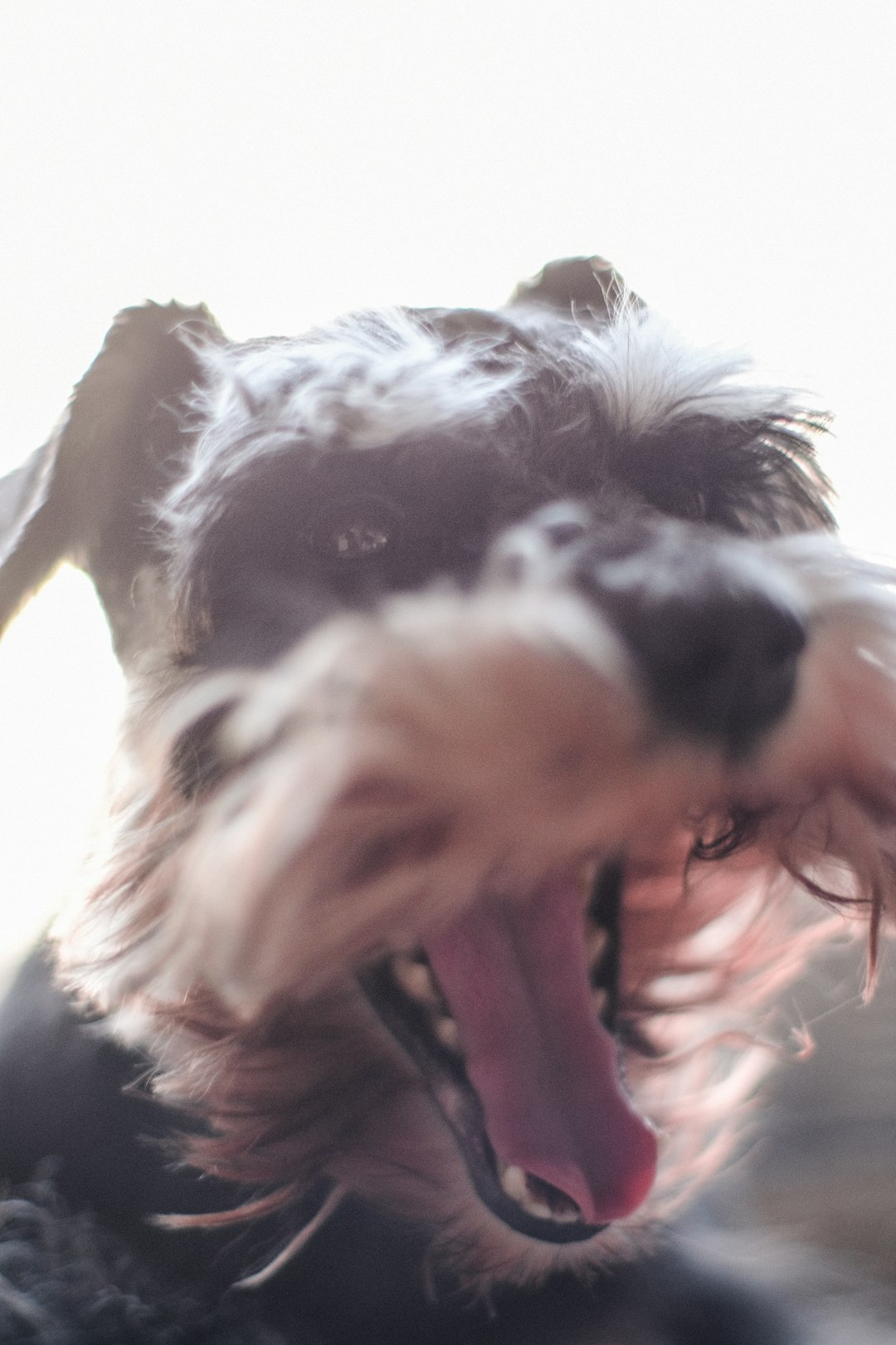 black and white long coated dog