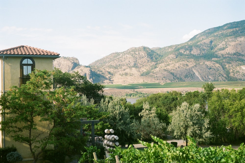 green trees near body of water during daytime