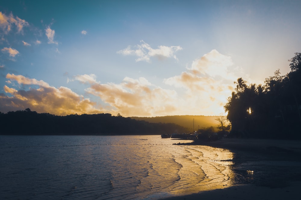 silhouette of trees near body of water during daytime