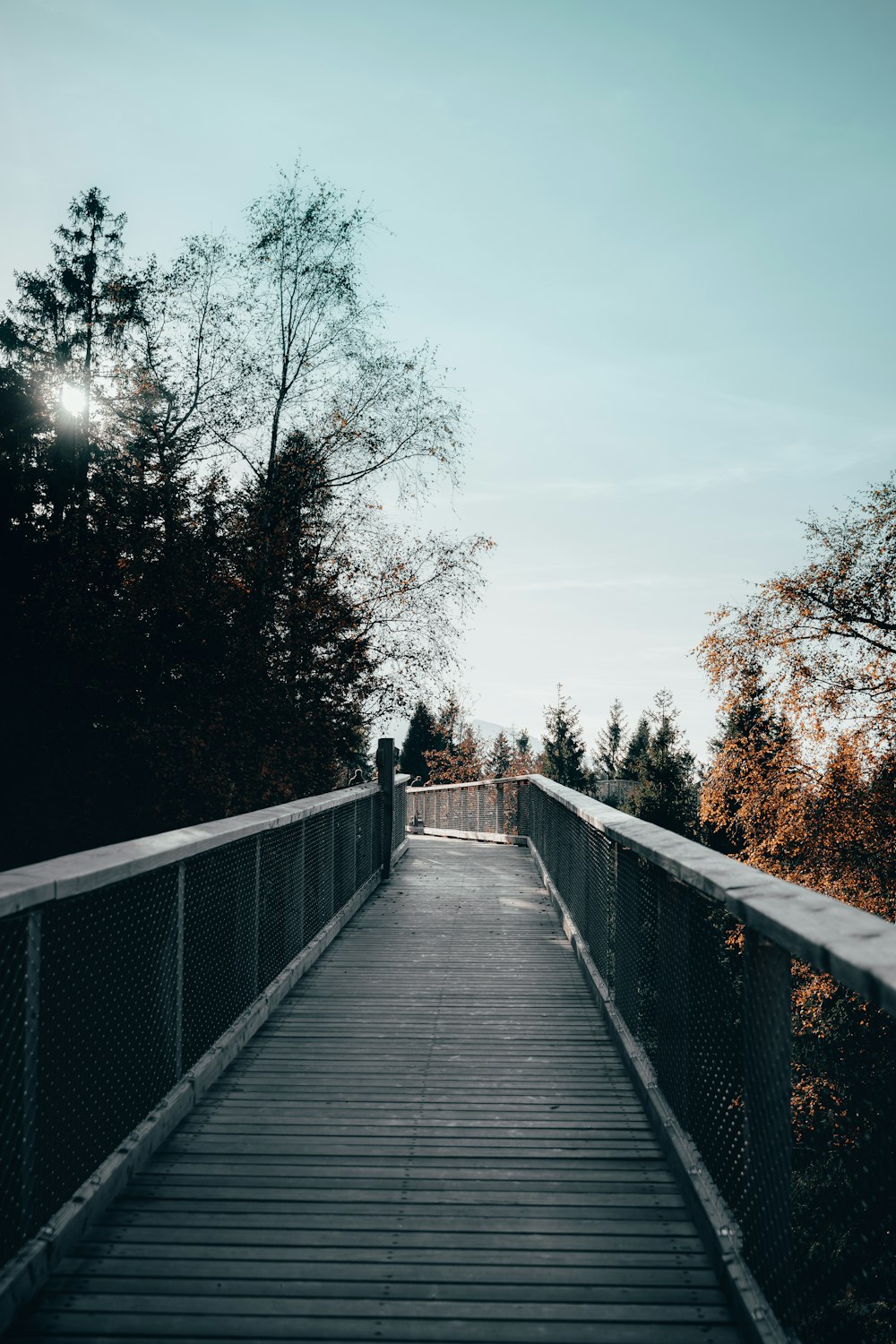 brown wooden bridge in between trees