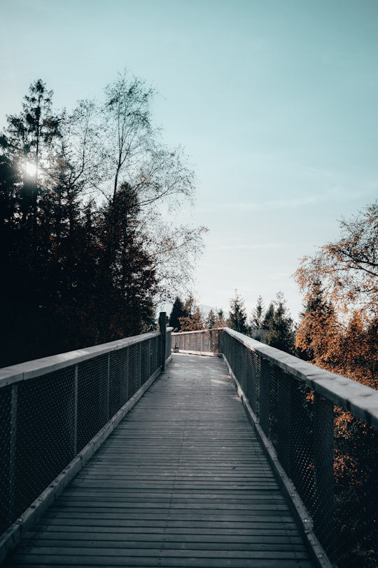 brown wooden bridge in between trees in High Tatras Slovakia