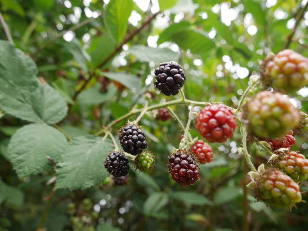 red and black round fruits