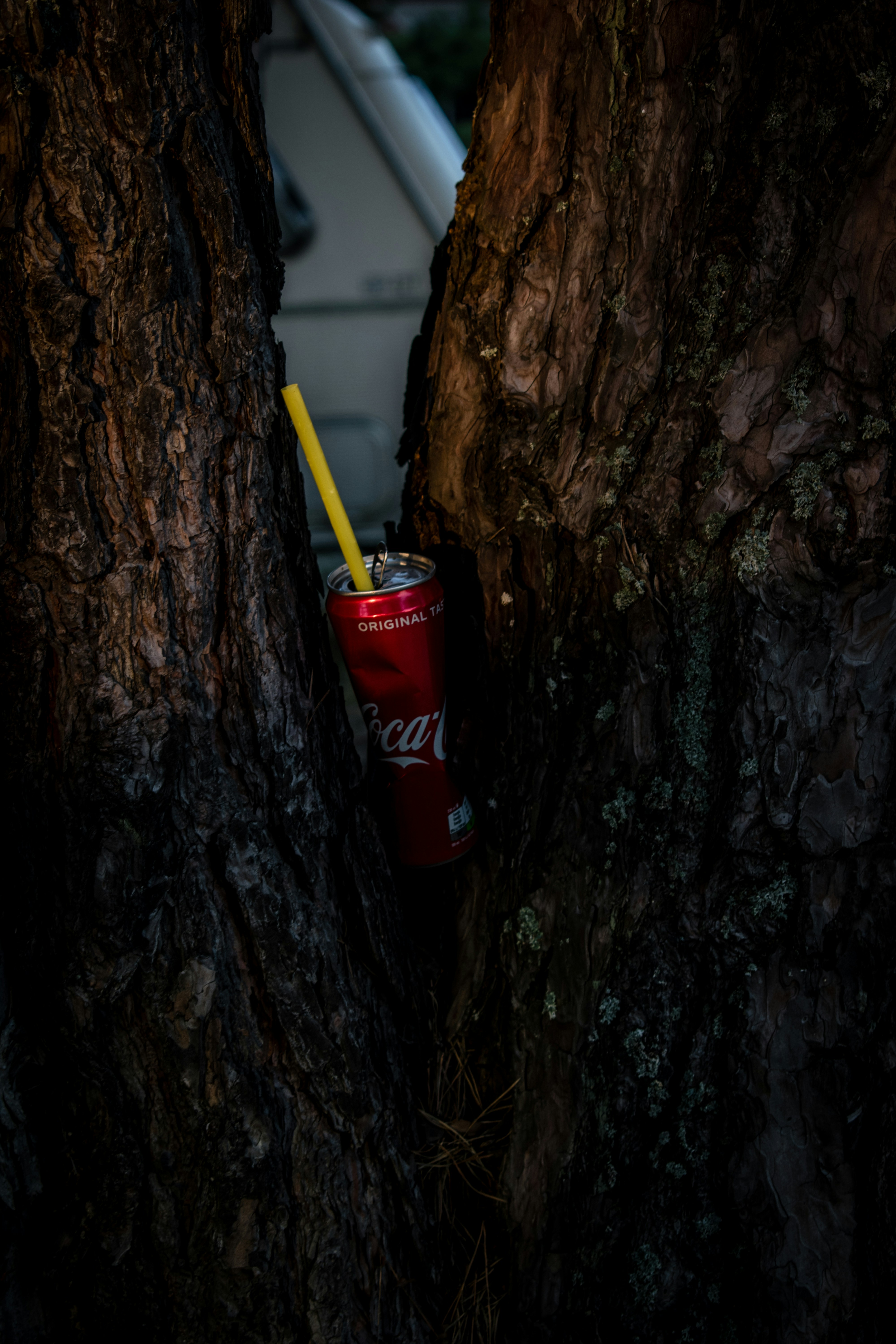 red coca cola can on brown tree trunk
