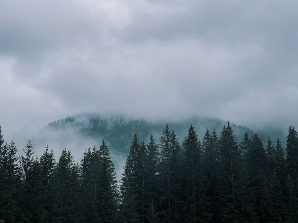 green pine trees under white clouds