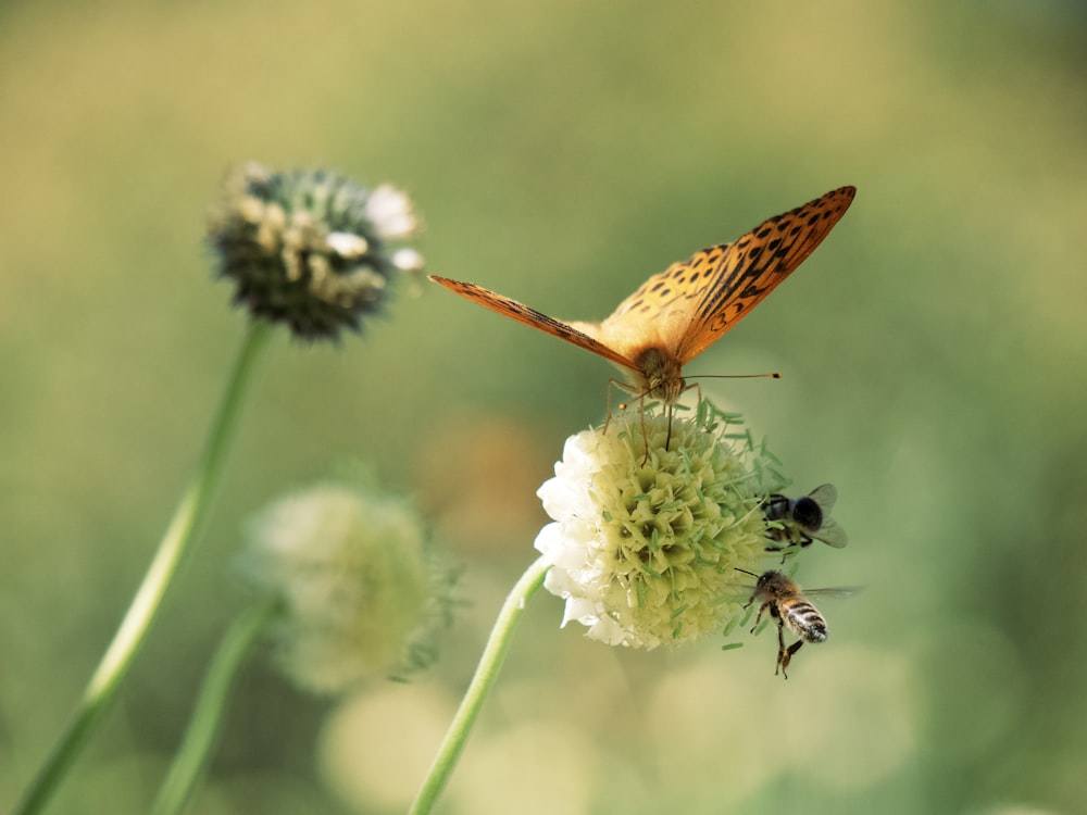 una mariposa en una flor con una abeja en ella