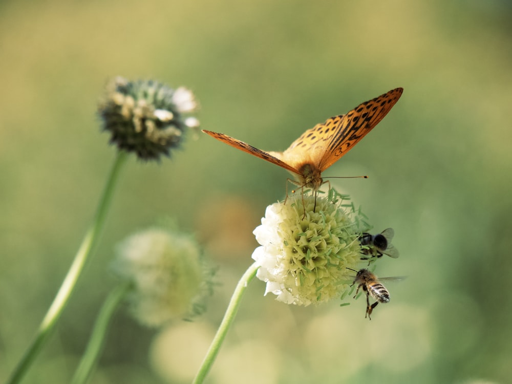 a butterfly on a flower with a bee on it