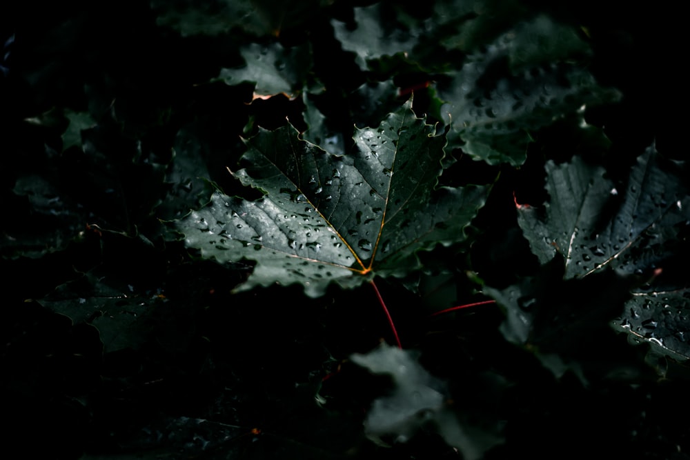 green leaf with water droplets