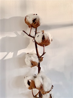 A branch of cotton with several open, fluffy bolls attached to a brown stem against a neutral, beige background. The shadows create a soft, natural pattern on the wall.