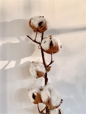 A branch of cotton with several open, fluffy bolls attached to a brown stem against a neutral, beige background. The shadows create a soft, natural pattern on the wall.