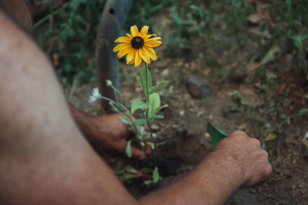 yellow flower on persons hand