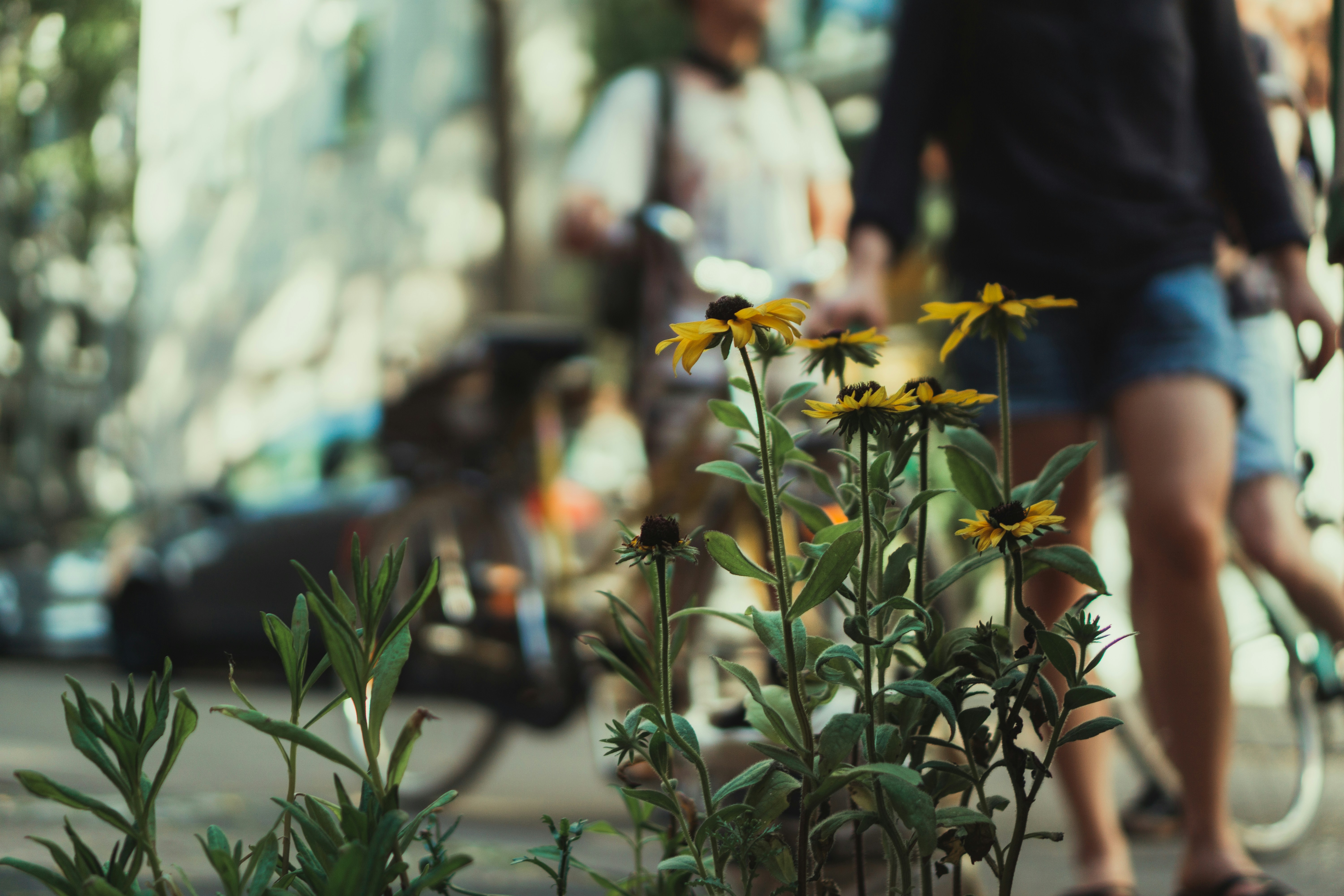 yellow flower in tilt shift lens