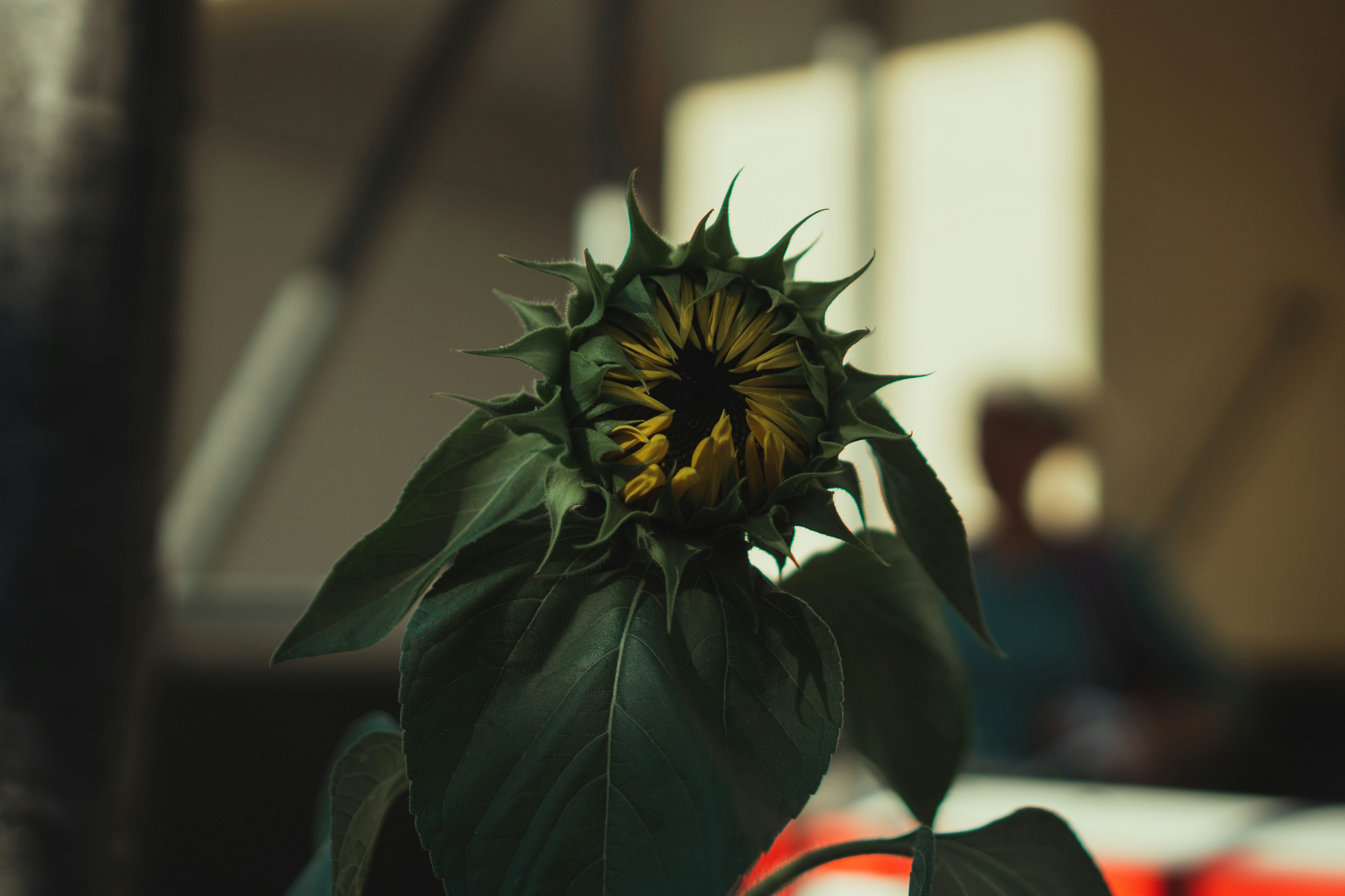 green plant in tilt shift lens