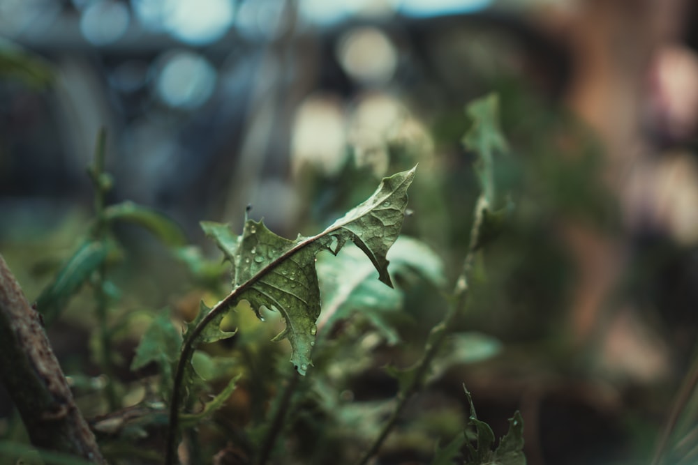 green leaf plant in close up photography