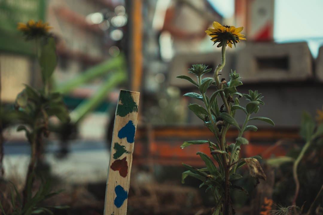 yellow sunflower in bloom during daytime