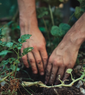 person holding green plant stem