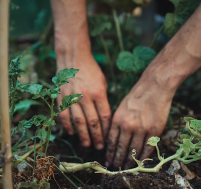 person holding green plant stem