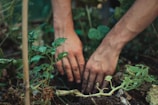 Two hands are planting or tending to small plants in soil. The plants are green and appear to be in a garden. The hands are slightly dirty, indicating ongoing gardening work.