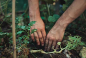 Close-up of small hands gently tending to vibrant vegetable plants in raised garden beds.