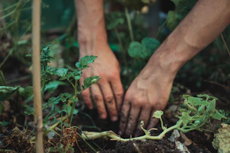 Close-up of hands tending to a thriving planter at a home entrance.