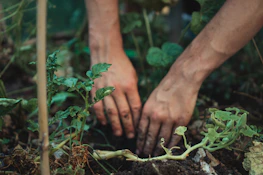 Close-up of small hands gently tending to vibrant vegetable plants in raised garden beds.