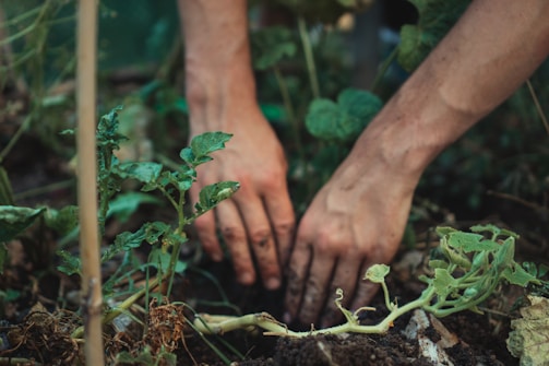Two hands are planting or tending to small plants in soil. The plants are green and appear to be in a garden. The hands are slightly dirty, indicating ongoing gardening work.