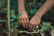 Close-up of hands planting colorful flowers in a well-tended garden bed.