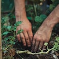 person holding green plant stem