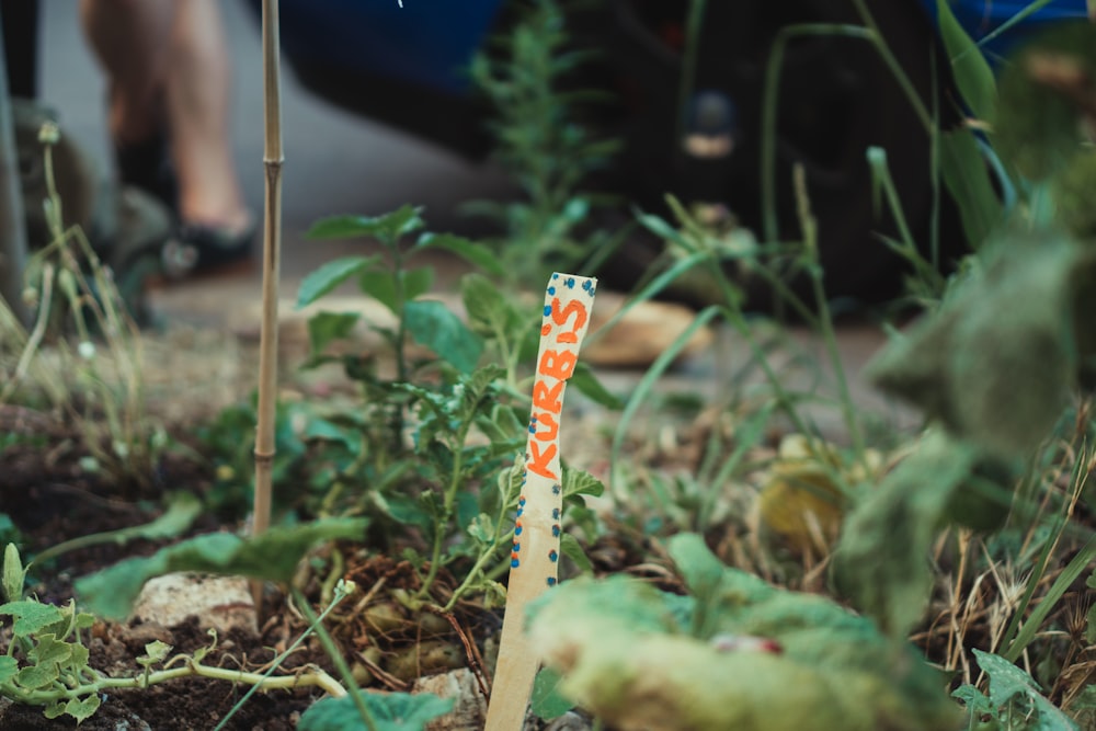 red and white spotted stick on green grass