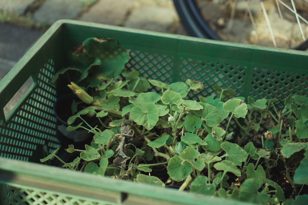 green plant on green plastic container