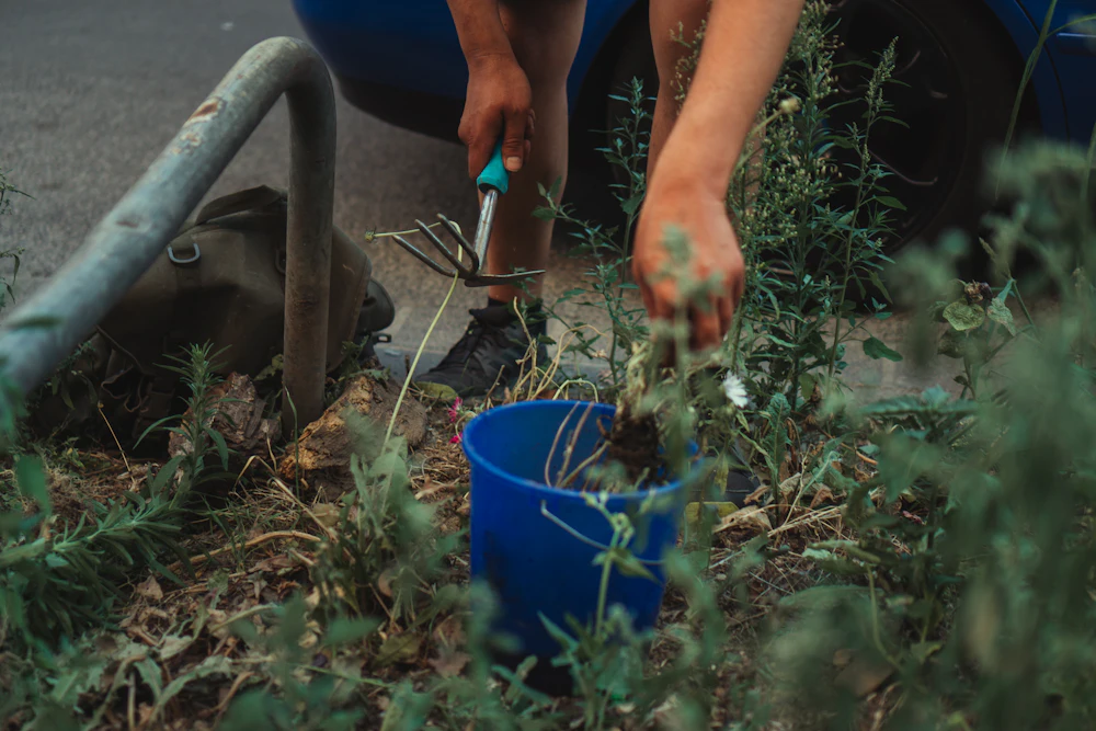 Removing a weed from the lawn with a hand tool
