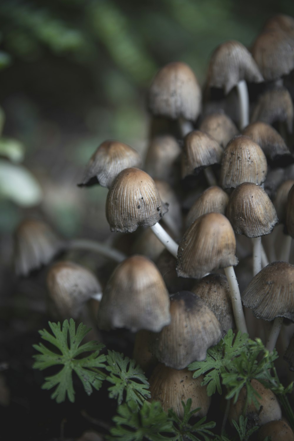 brown mushrooms on green grass