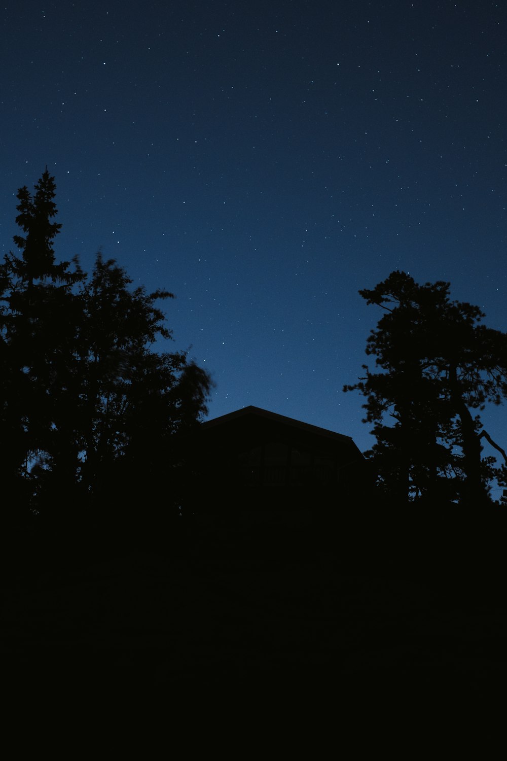 silhouette d’arbres pendant la nuit