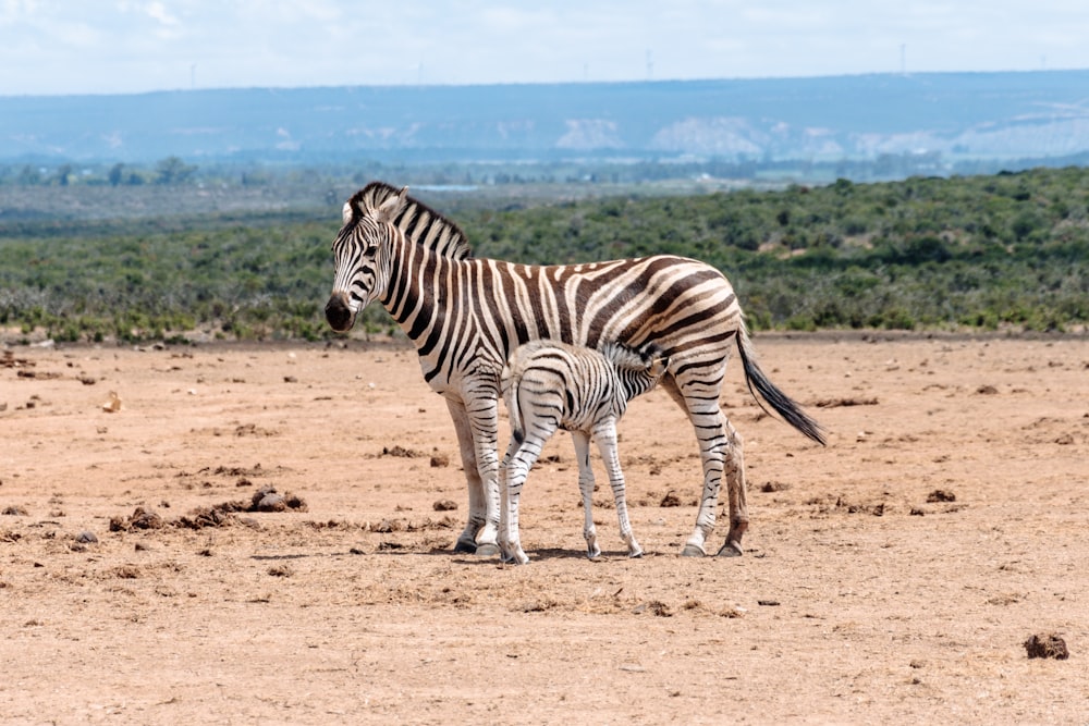 zebra walking on brown sand during daytime
