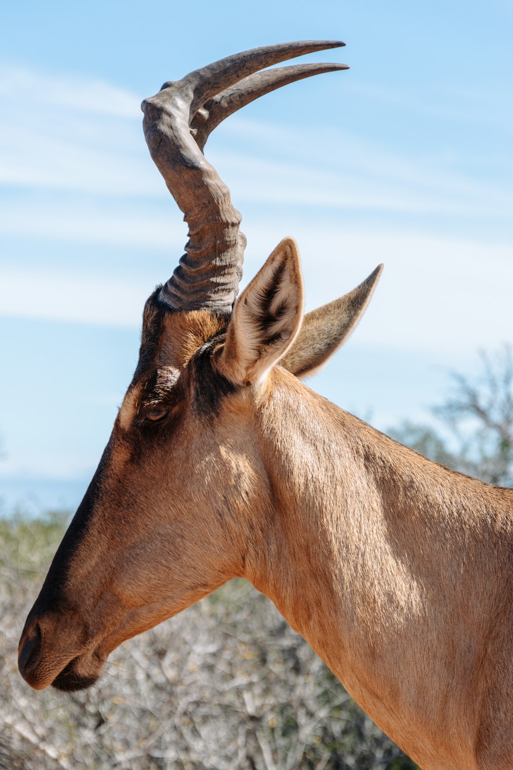 brown deer standing on brown grass field during daytime