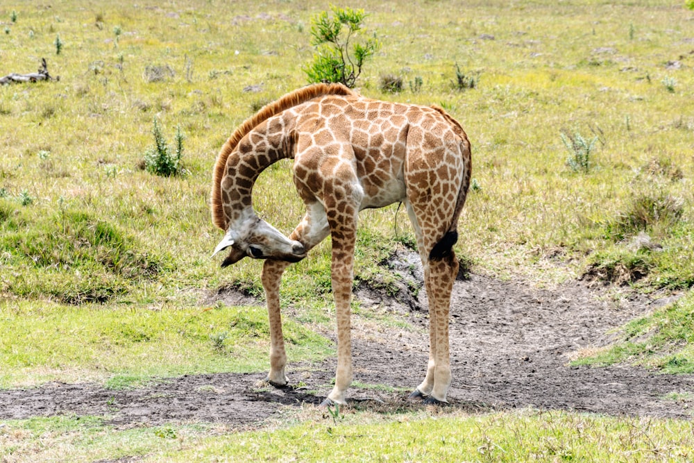 giraffe walking on dirt ground during daytime