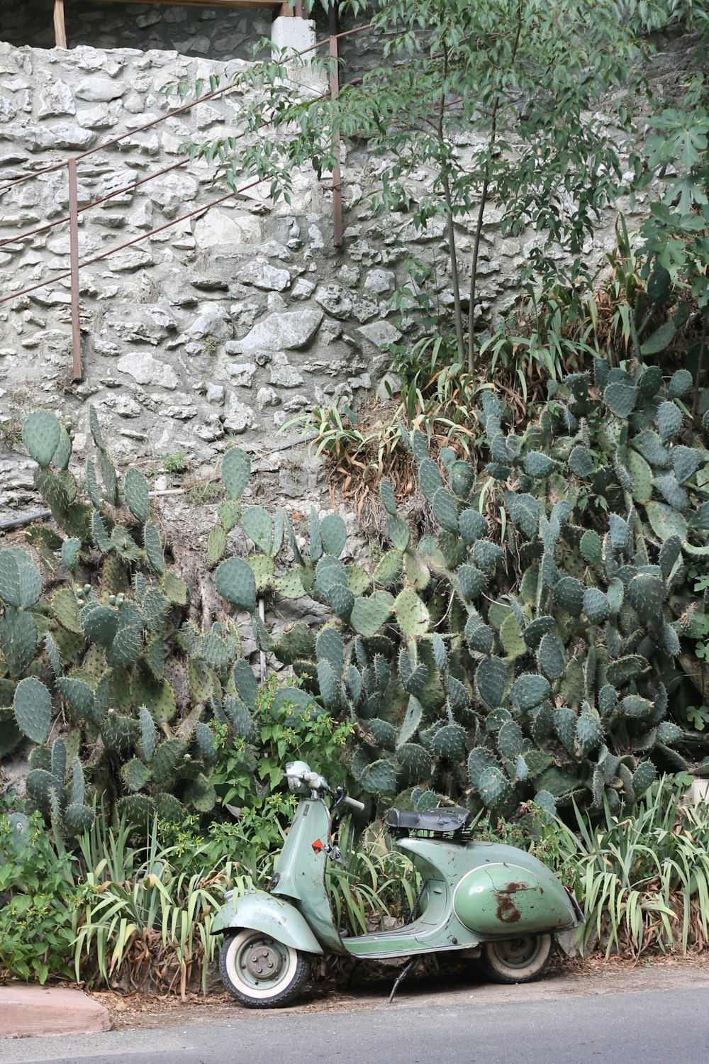 green plants on gray concrete wall