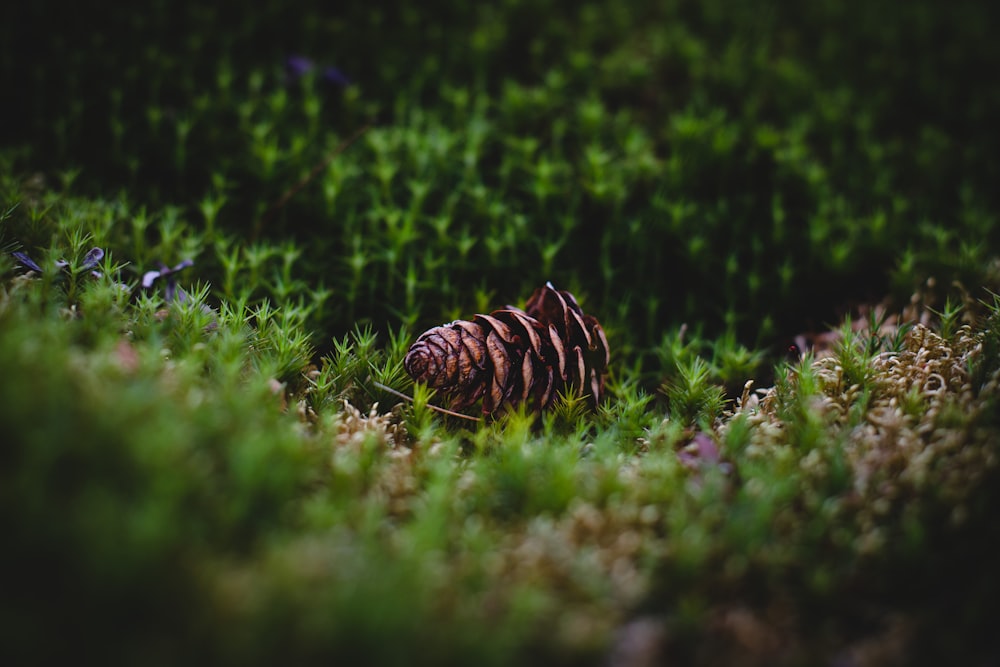 Gorro de punto de rayas marrones y negras sobre hierba verde durante el día