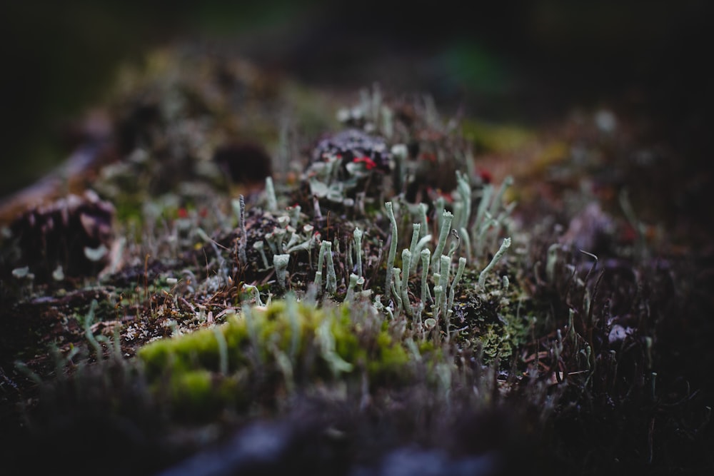 Hierba verde en la fotografía de primer plano