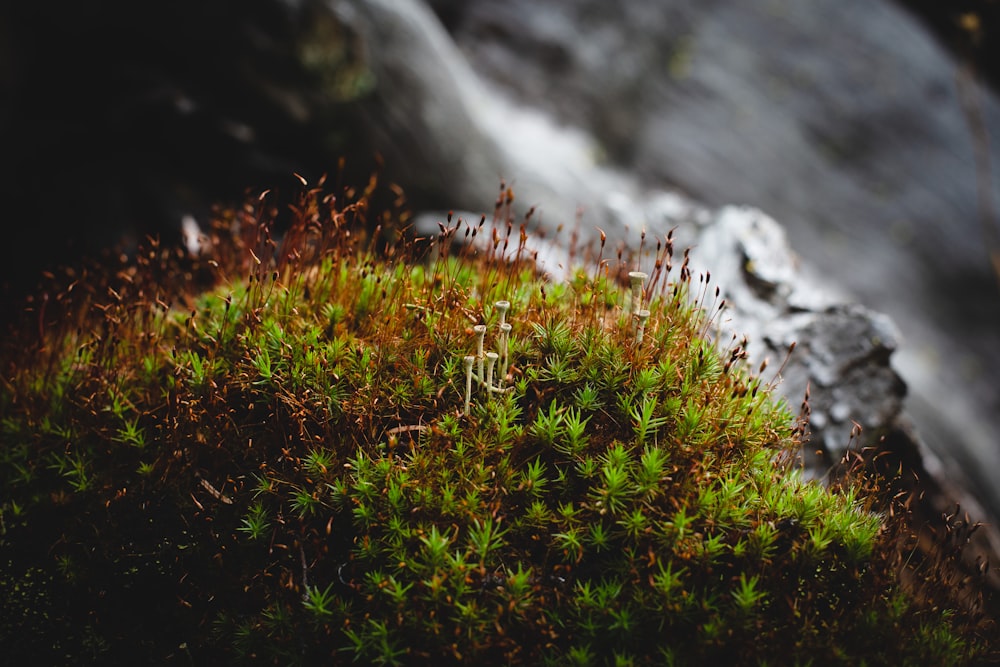 green grass on rocky ground