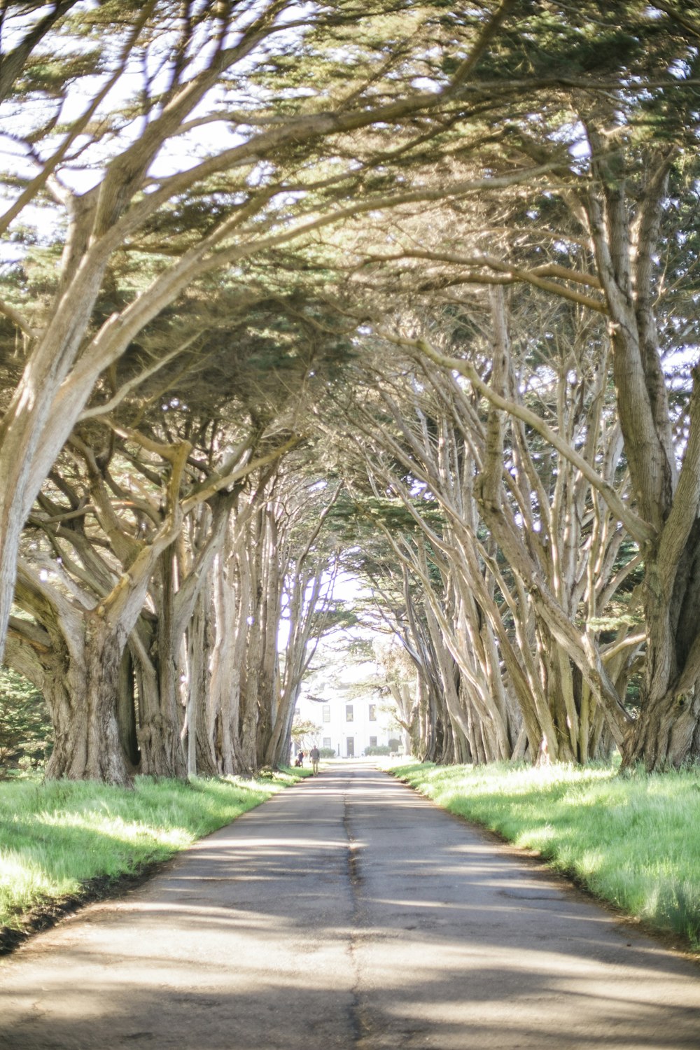 brown pathway between green grass and trees during daytime