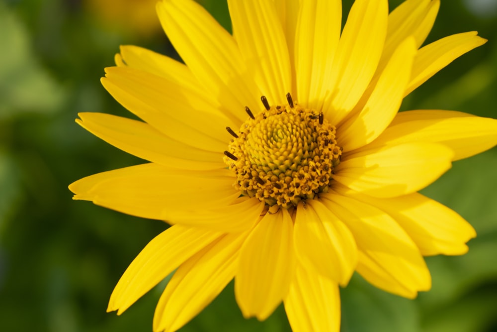 flor amarela na lente macro