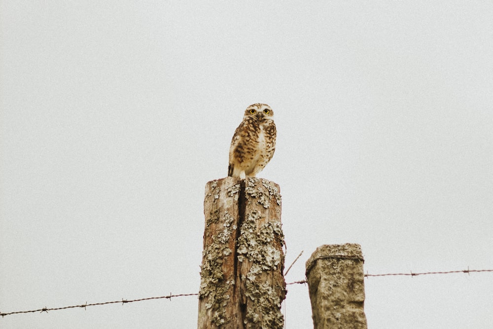 brown and white owl on brown wooden post during daytime