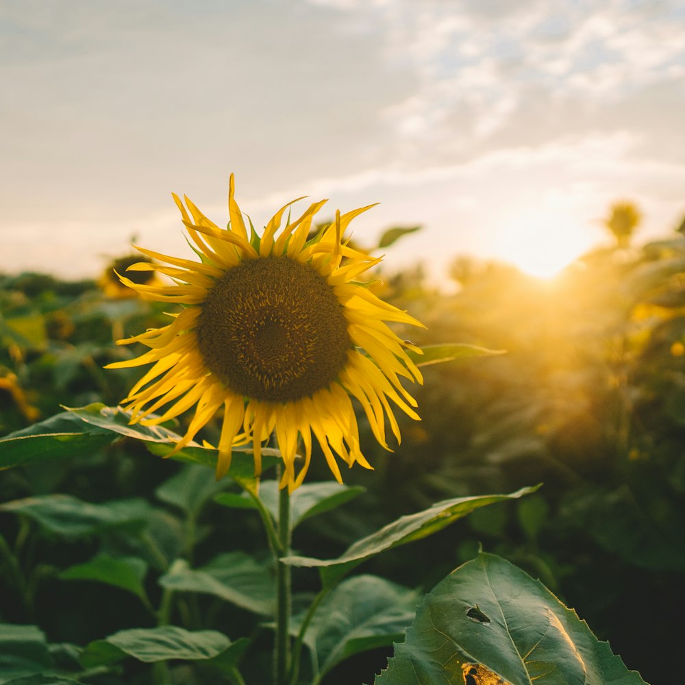 sunflower in close up photography