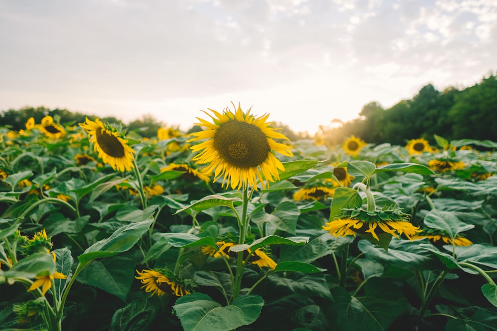 sunflower field under white sky during daytime