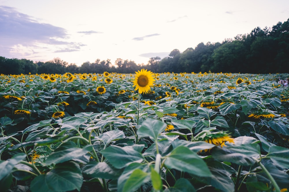 sunflower field under white sky during daytime