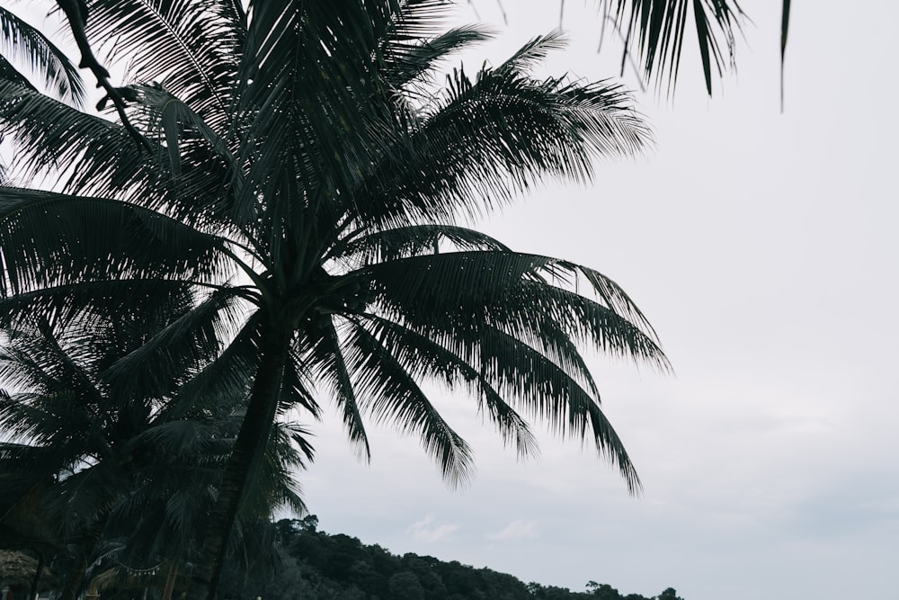 green palm tree under white sky during daytime