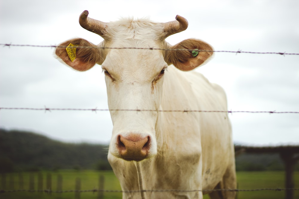 white cow on green grass field during daytime