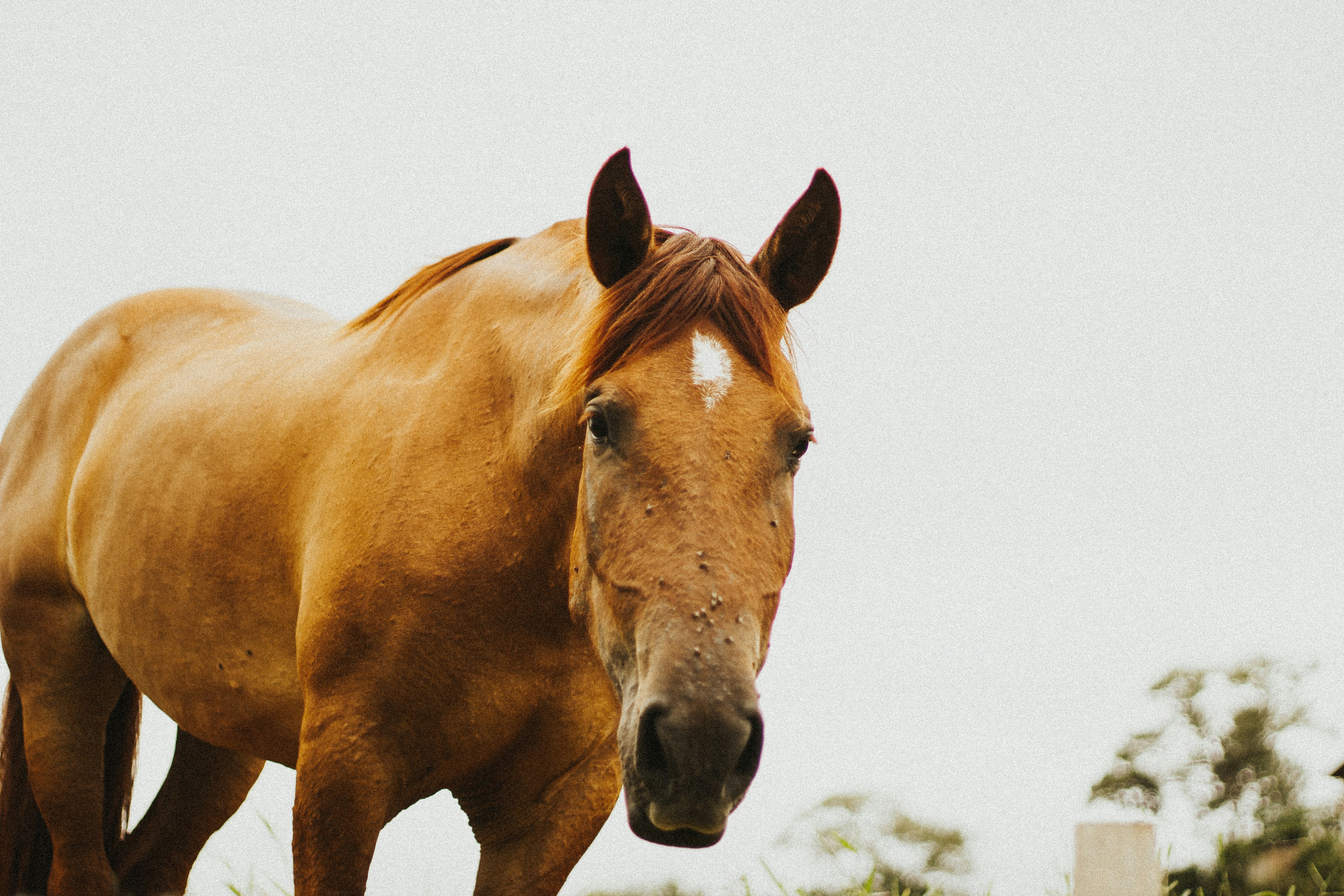 brown horse in close up photography